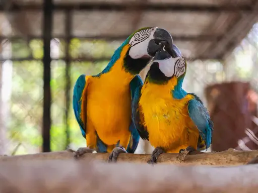 Due pappagalli ara blu e gialli si baciano, mostrando quanto sia affettuoso questo pappagallo.