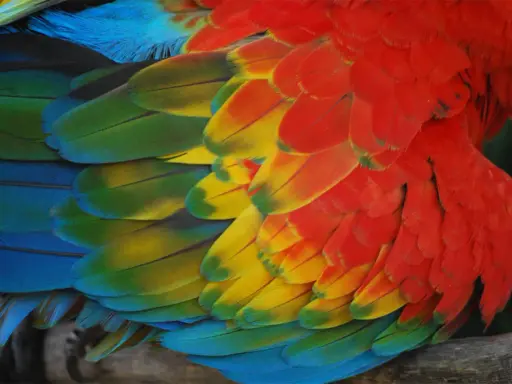 Dettaglio di una muta di uccelli, con piume rosse, gialle, verdi e blu che creano un mosaico vibrante.
