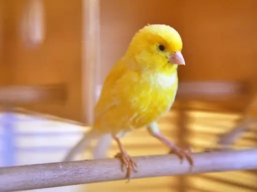 Un canarino giallo brillante su un posatoio, pronto a cantare. Scopri come stimolare il canarino a cantare con consigli utili.