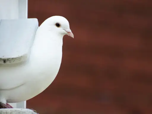 Una colomba bianca, uno degli uccelli più eleganti, sbircia da un nido.