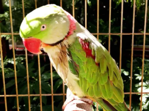 Pappagallo verde con macchie rosse sul petto, mostra un comportamento da pappagallo in calore, con il collo arrossato.