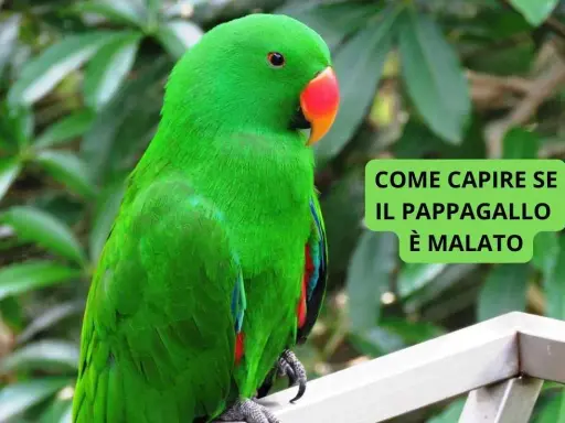 Pappagallo verde brillante, con becco arancione, seduto su un ramo. Il testo dice "Come capire se il pappagallo è malato".