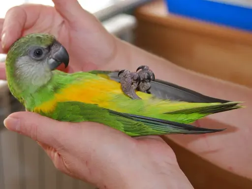Un pappagallo verde e giallo, tenuto tra le mani, mostra il suo addomesticare significato attraverso la fiducia.