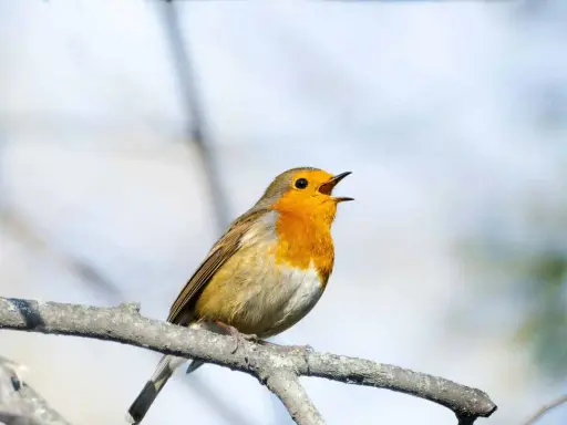 Pettirosso con petto arancione acceso, canta con la bocca aperta su un ramo. Il suo canto è un richiamo d'amore, un canto canarino femmina in calore.