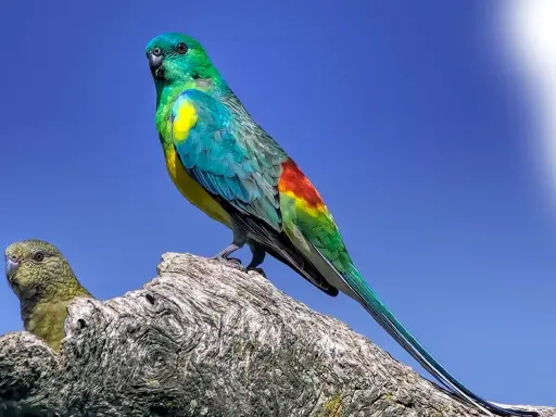 Un magnifico parrocchetto dal groppone rosso, con piumaggio verde smeraldo e giallo, si posa su un ramo.