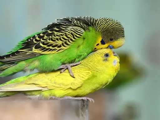 Due cocorite, una verde e una gialla, si accoppiano. Un momento intimo per capire come stimolare accoppiamento cocorite.
