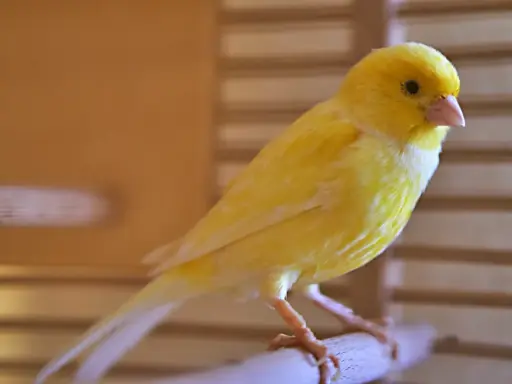 Un vivace canarino giallo, con il suo piumaggio brillante, si posa su un ramo. La muta dei canarini è un processo naturale che rinnova il loro splendore.