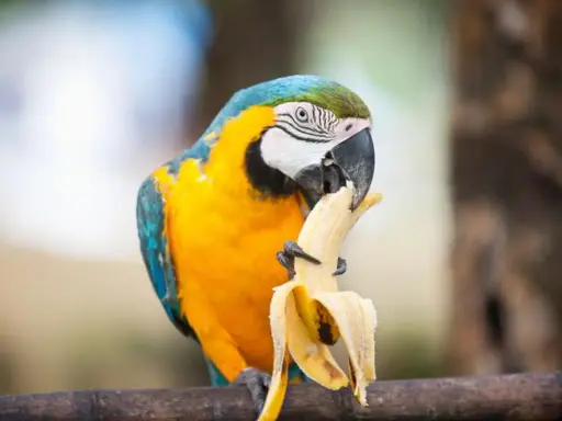 Un pappagallo ara blu e giallo mangia una banana, il cui interno bianco uovo contrasta con la buccia gialla.