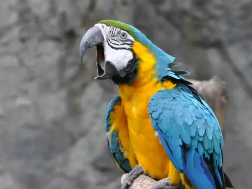 Ara blu e gialla con becco aperto, forse per un problema di becco di pappagallo malattia.