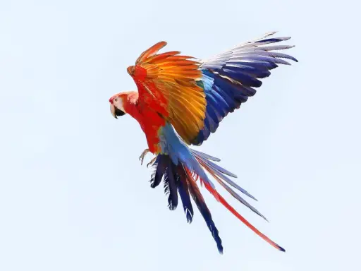 Un'ara scarlatta in volo, con ali spiegate che mostrano un tripudio di colori: rosso, arancione, blu e bianco.
