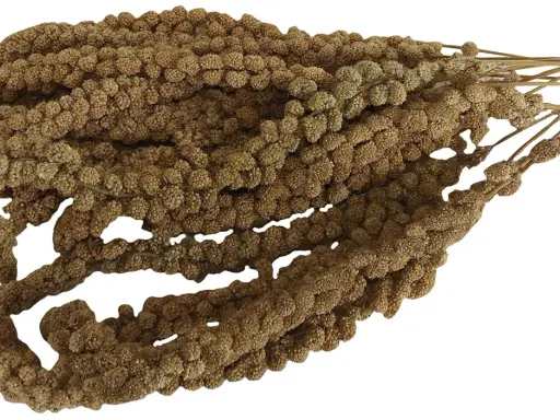 Un fascio di spighe di miglio semi, con i loro piccoli chicchi marroni disposti in dense pannocchie, pronti per essere gustati da uccelli e roditori.