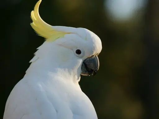 Un magnifico pappagallo cacatua bianco con cresta gialla, con uno sguardo intenso.