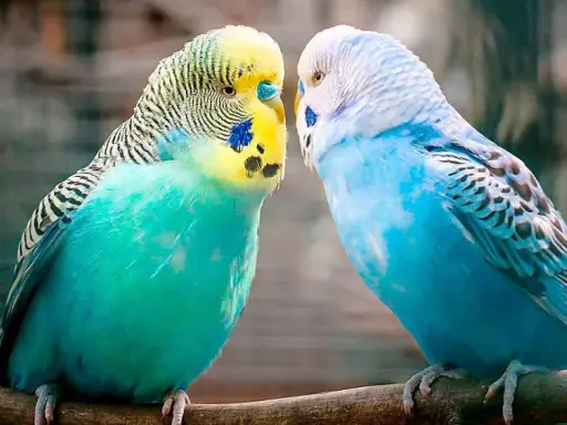 Due cocoriti, uno verde e giallo, l'altro blu, si guardano intensamente, come se i cocoriti parlassero tra loro.