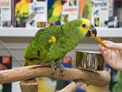 Un pappagallo verde e giallo mangia un bastoncino di cibo per pappagalli offerto da una mano.