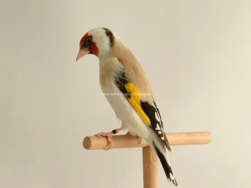 Un cardellino nero, con ali gialle e nere, posa su un trespolo.
