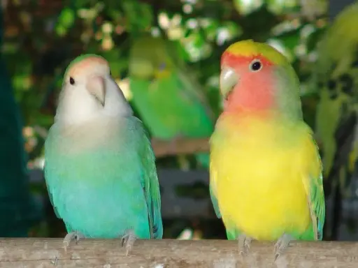 Due inseparabili, uno verde acqua e bianco, l'altro giallo e rosa, posano su un ramo. Un'immagine che celebra l'allevamento inseparabili.