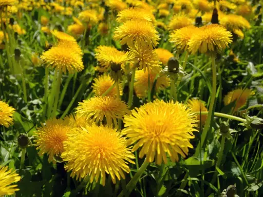 Un campo di tarassaco in piena fioritura, con i suoi vivaci fiori gialli che si stagliano tra le foglie verdi.
