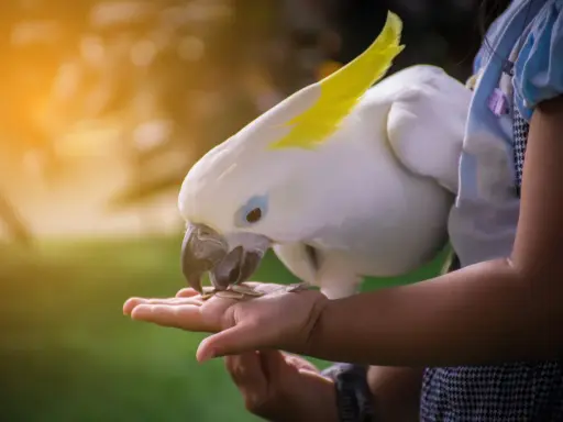 Un candido cacatua con cresta gialla mangia semi dalla mano di una bambina. Momenti di tenerezza con questi pappagalli divertenti.