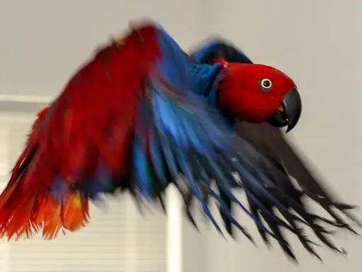 Un pappagallo eclettico, con piumaggio rosso e blu vibrante, vola con le ali spiegate. I suoi colori ricordano i petali dell'ipomoea purpurea.