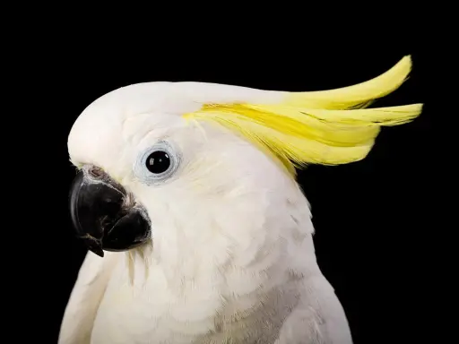Cacatua bianco con cresta gialla, pronto a ballare al ritmo della musica per far ballare i pappagalli.