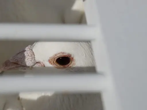 Occhio di un piccione bianco, forse affetto da pidocchi degli uccelli, dietro le sbarre di una gabbia.