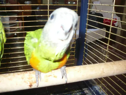 Un pappagallo Poicephalus senegalus, con piumaggio verde e petto arancione, guarda curioso dalla sua gabbia.