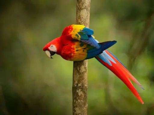 Un coloratissimo pappagallo ara scarlatta, tra i pappagalli che parlano, si aggrappa a un tronco d'albero nella foresta pluviale.