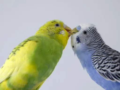 Due cocorite, una gialla e verde, l'altra blu e bianca, si scambiano un tenero bacio.