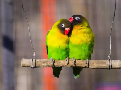 Due inseparabili, uno appoggiato all'altro, con piumaggio giallo e verde. Speriamo non soffrano di malattie pappagalli inseparabili.