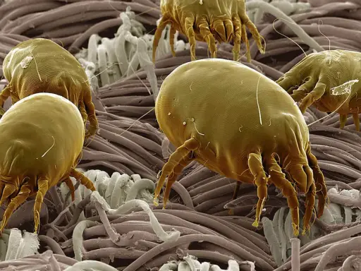 Acari cocorite, minuscoli abitanti del nostro ambiente, si muovono tra le fibre di un tessuto, invisibili a occhio nudo.