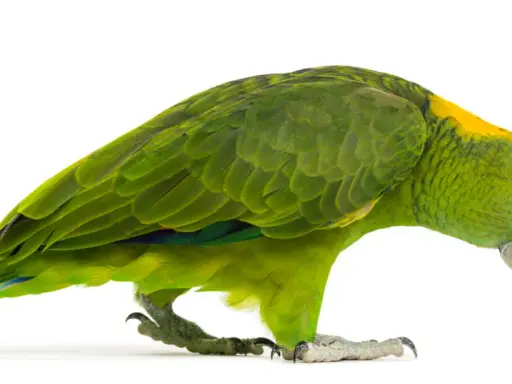 Pappagallo verde con macchie gialle sulla testa, zampe artigliate e becco ricurvo. Potrebbe essere affetto da circovirus pappagalli.