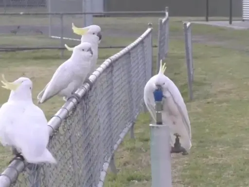 Un gruppo di cacatua bianchi con creste gialle si posa su una recinzione. Uno di loro, un cacatua parla, beve da un rubinetto.