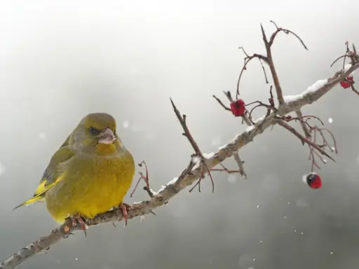 Un verdone, uno dei tanti uccelli che sfidano il freddo, si posa su un ramo innevato, con bacche rosse come unico nutrimento.