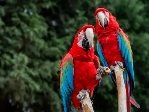 Due ara ararauna, con piume rosse, blu e verdi, si posano su un ramo. Uno tiene una noce tra gli artigli.