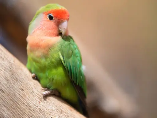 Pappagallino in posa su un ramo. Se noti apatia o piume arruffate, potresti chiederti come capire se un pappagallo sta morendo.
