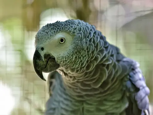 Primo piano di un pappagallo cenerino verde, con piume grigie dettagliate e un occhio attento.