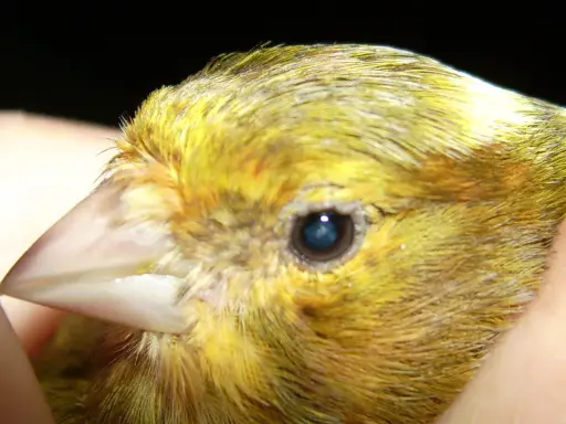 Primo piano del becco e dell'occhio di un canarino giallo, utile per identificare malattie dei canarini immagini.