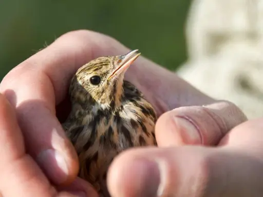 Un piccolo uccellino tenuto tra le mani, con il becco aperto, sembra chiedere "perché il pappagallo muove la testa su e giù?".