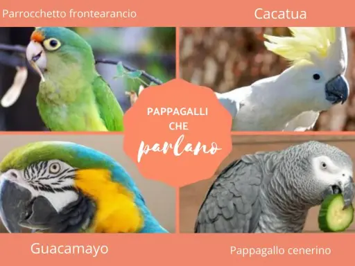 Quattro pappagalli: un parrocchetto frontearancio, un cacatua, un guacamayo e un pappagallo cenerino che mangia un cetriolo.