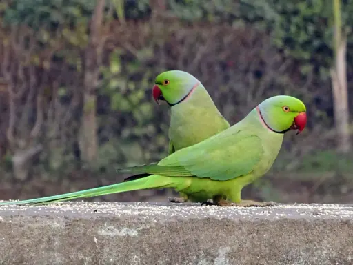 Due parrocchetti dal collare parlano tra loro, con becchi rossi e piume verdi brillanti.