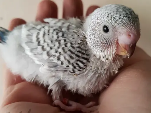 Una tenera cocorita grigia, con piume soffici e striature scure, riposa su una mano.