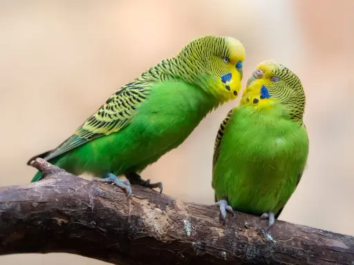 Due uccelli da voliera esterna, pappagallini verdi, si scambiano un tenero sguardo su un ramo.