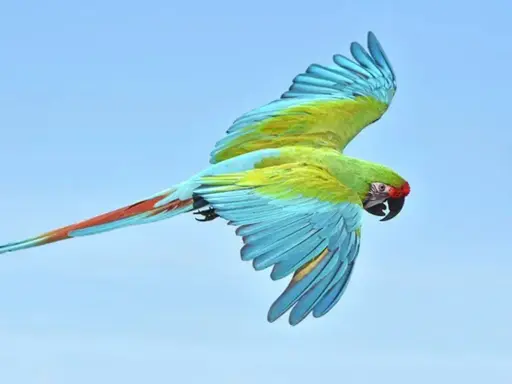 Un magnifico ara militare con piume verdi, blu e rosse vola libero nel cielo azzurro.