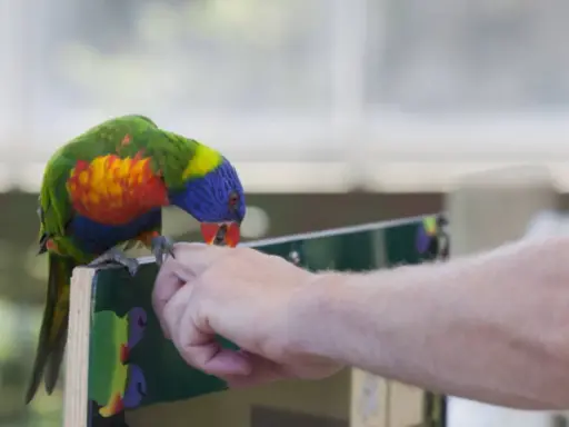 Un colorato pappagallo arcobaleno, con becco rosso, sembra che il pappagallo morde dita di una mano tesa.