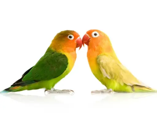 Due inseparabili pappagallini si guardano. Scopri come capire se un pappagallo è maschio o femmina osservando i loro colori vivaci.