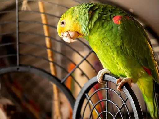 Pappagallo verde con testa gialla appollaiato sulla gabbia. Chissà come si chiama il verso del pappagallo?