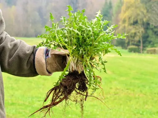 Mano guantata mostra una grande radice di dente di leone appena estratta dal terreno, con foglie verdi rigogliose.