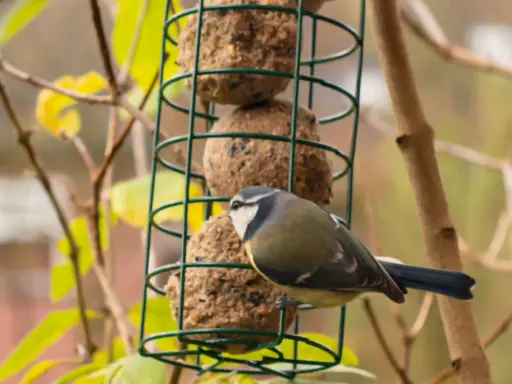 Un pettirosso blu si posa su un mangiatoia verde, pronto ad assaggiare le palline di grasso.