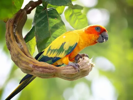 Un conuro del sole parla, appollaiato su un ramo contorto. Il suo piumaggio giallo e arancione risplende tra le foglie verdi.