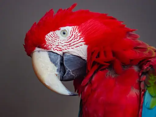 Pappagallo ara rosso con piume vivaci. Chissà quanto vive un pappagallo ara, forse abbastanza da vedere tante albe come questa.